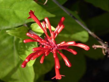 Close-up of red flowering plant