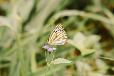 Striped