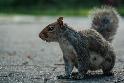 Close-up of squirrel