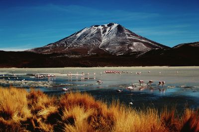 Flamingo in lake against mountain