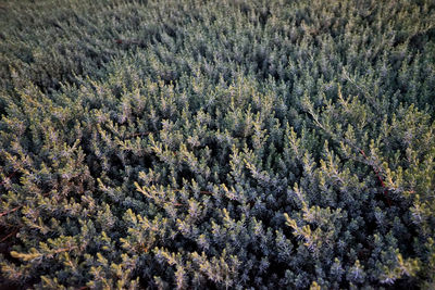 Full frame shot of pine trees