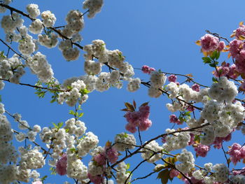 Low angle view of apple blossoms in spring