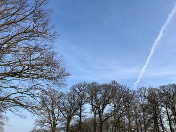 Low angle view of trees against blue sky