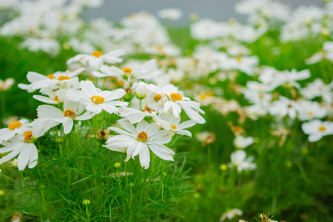 CLOSE-UP OF WHITE DAISIES ON FIELD