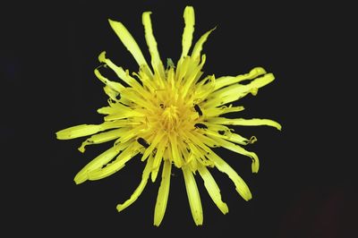 Close-up of yellow flower against black background