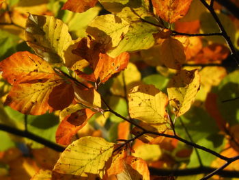 Close-up of yellow leaves on plant during autumn