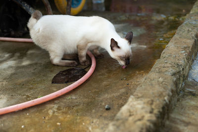 Close-up of a cat