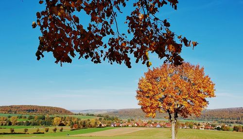 Tree on field against sky