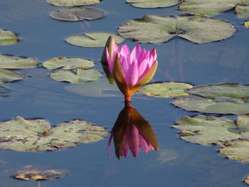 Close-up of lotus water lily in pond