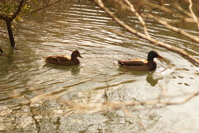 Ducks swimming on lake