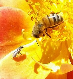 Close-up of bee on flower