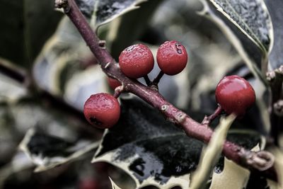 Close-up of red berries growing on tree