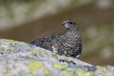 Close-up of bird perching on rock