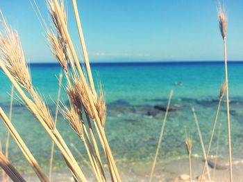 Close-up of sea against blue sky