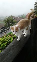 Close-up of cat against sky