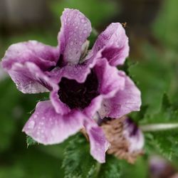 Close-up of wet purple flower blooming outdoors