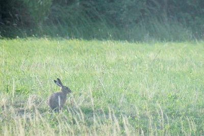 Bird on grassy field