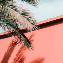 Low angle view of palm tree against sky