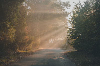 Road amidst trees in forest