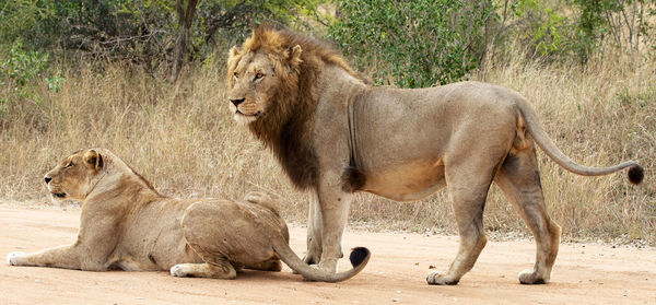 View of two cats