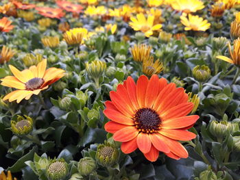 Close-up of orange flowering plants