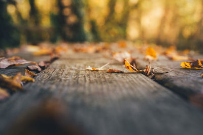 Close-up of dry leaves on wood in forest