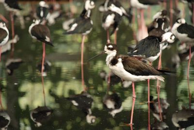 Birds perching on a lake