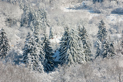 Pine trees in forest during winter