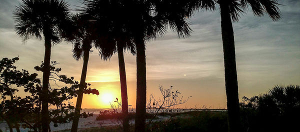 Low angle view of silhouette palm trees against sky