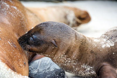 Close-up of feeding sea lion