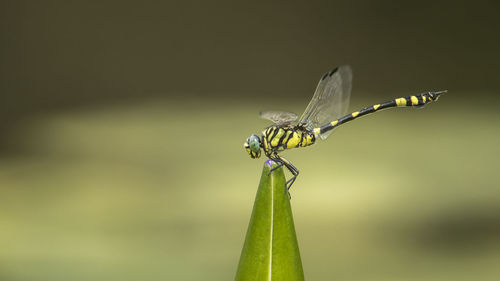 Close-up of insect on plant