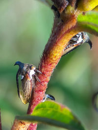 Close-up of bird perching on leaf