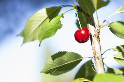 Close-up of red berries growing on tree