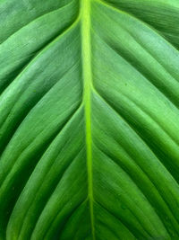 Full frame shot of green leaves