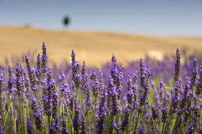 Close-up of purple lavender flowers with hill and cypress on the top in background