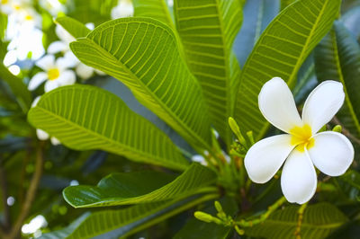 Close-up of frangipani blooming outdoors