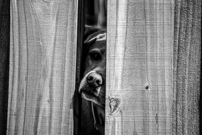 Close-up portrait of a dog