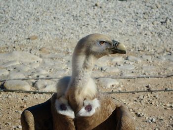 Close-up of duck