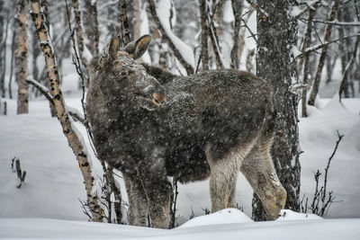 Deer on snow covered field