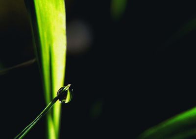 Close-up of damselfly on plant