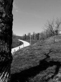 Trees growing on landscape