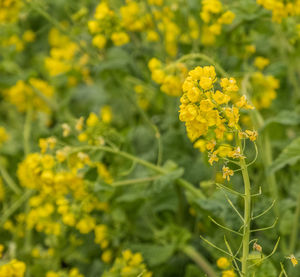 Close-up of yellow flowers blooming in field