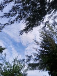 Low angle view of trees against sky