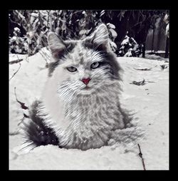 Close-up portrait of cat on snow