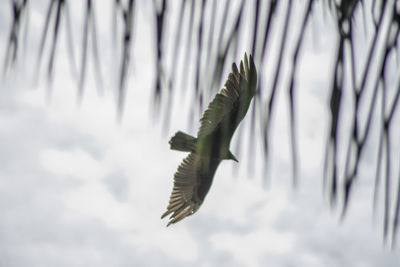 Low angle view of lizard against sky