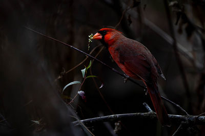 Close-up of a bird perching on branch