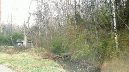 Trees growing in a park