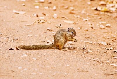 Close-up of squirrel eating on land