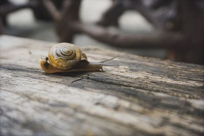 Close-up of snail on wood