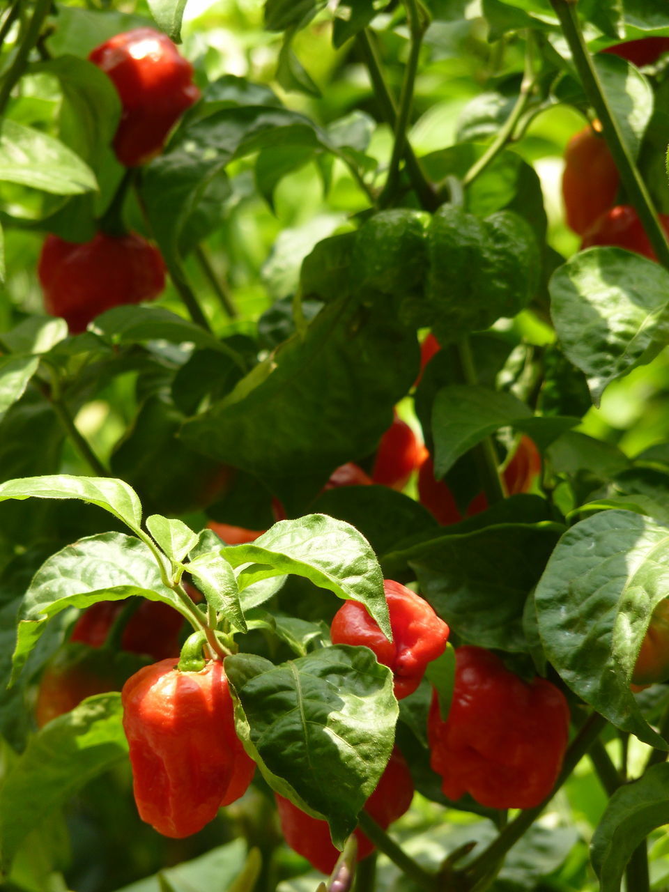 CLOSE-UP OF CHERRIES GROWING ON PLANT